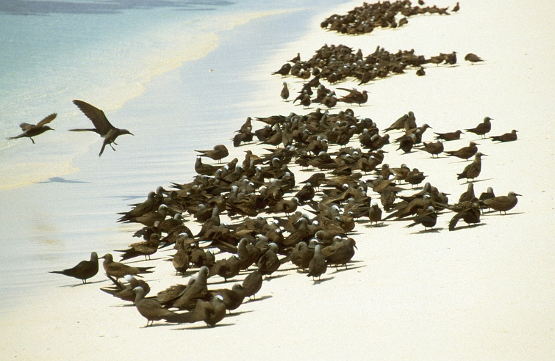 656_Noddies op het strand van Michaelmas Kay (1).jpg
